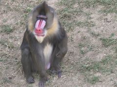 -大连森林动物园