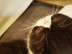 -猫爷宠物生活馆·撸猫馆
