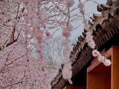 -春风习习