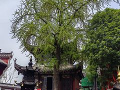 -长春观