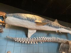 -浙江自然博物院(杭州馆)