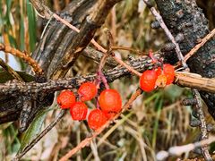 -白草畔自然风景区