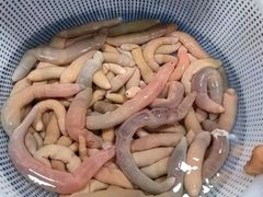 -张树军海鲜(王府壹号店)