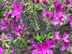 -梧桐山风景名胜区