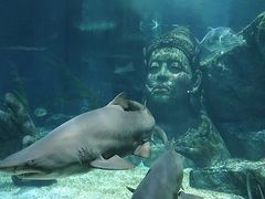 -暹罗海洋世界