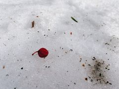 -北海道神宫