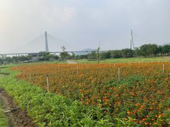 -芒洲湿地公园