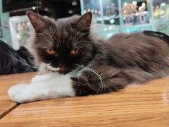 -猫小院猫主题餐厅(三里屯店)