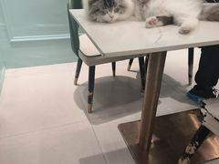 -安格丽娜·狗咖·猫咖羊驼咖(春熙路百盛商场店)