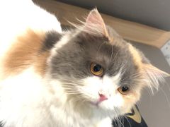 -喵园·猫主题咖啡厅·撸猫·猫咖(国贸店)