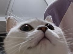 -lincat·猫舍(广州店)
