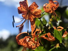 -五营红松林海景区