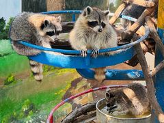 -西霞口神雕山野生动物世界