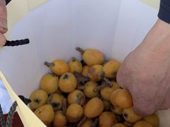 -塘栖枇杷特色园区