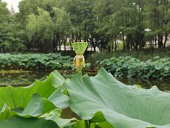 -陈家山荷花公园