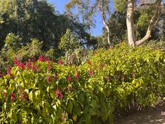 -中国科学院西双版纳热带植物园