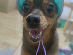 -瑞派宠物医院·犬猫全科·猫友好(宾水西道店)