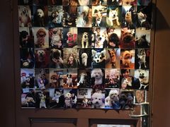 -百好乐宠物友好餐厅(朝外大街店)