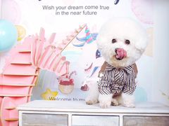 -超宠爱宠物摄影-Super pet