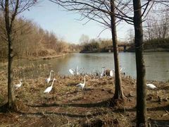 -溱湖国家湿地公园