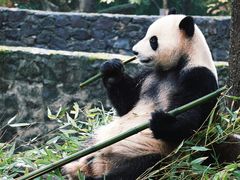 -都江堰中华大熊猫苑