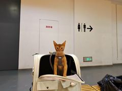 -三花喵·撸猫购宠·宠物生活馆(虹桥南丰城店)