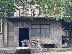-成都动物园