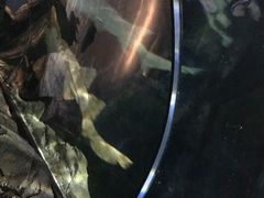-悉尼海洋生物水族馆