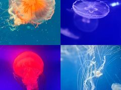 -海合安武汉极地海洋公园