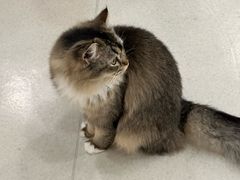 -共舞时光猫咖·狗咖(新街口店)