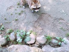 -上海野生动物园