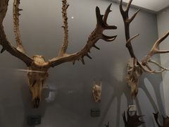 -北京麋鹿生态实验中心