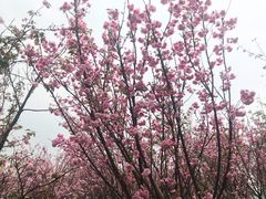 -天适樱花悠乐园