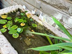 -桥岚·巷子鲜河豚鱼(专门店)