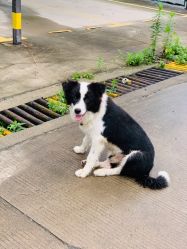 -悦诗风吟innisfree