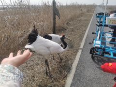 -盐城丹顶鹤湿地生态旅游区