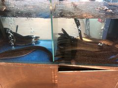 -本炙炭烤·蒲烧活鳗料理店(金沙洲店)