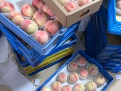 -老袁家蜜桃农场·阳山水蜜桃