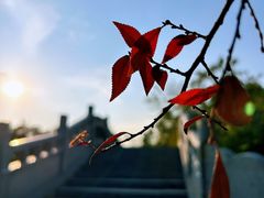 -八大山人梅湖景区