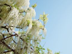 -嘉定紫藤园