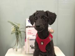 -多卡布奇宠物生活馆(上林世家店)