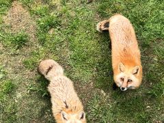 -西霞口神雕山野生动物世界
