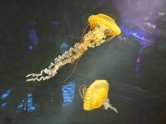 -欢乐海岸海洋奇梦馆