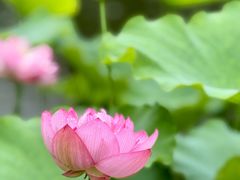 -陈家山荷花公园