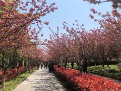 -高东镇樱花园