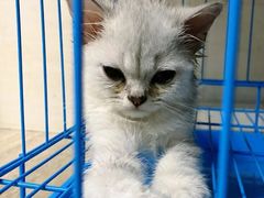 -瑞派宠物医院(搏威敦和院)