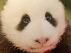-成都大熊猫繁育研究基地