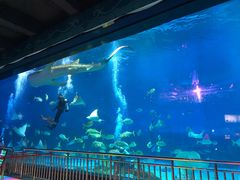 -烟台海昌鲸鲨海洋公园