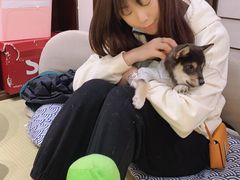 -逗柴咖啡屋·狗咖猫咖宠物桌游