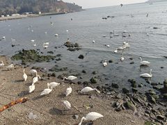 -烟墩角天鹅湖